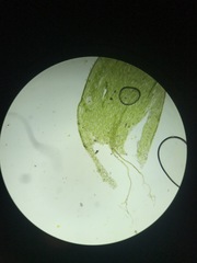 Plagiothecium denticulatum