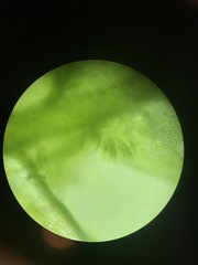 Plagiothecium denticulatum