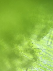 Plagiothecium denticulatum