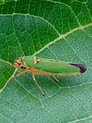 Catagonalia conjunctula