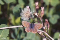 Zizeeria knysna
