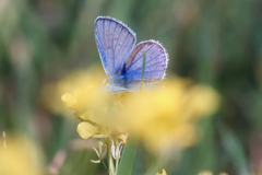 Zizeeria knysna