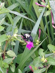 Xylocopa grisescens