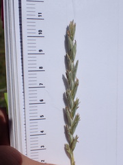 Elymus lanceolatus