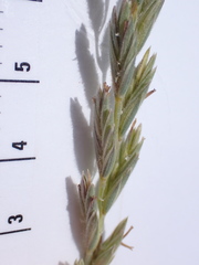 Elymus lanceolatus