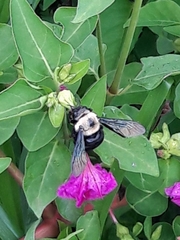 Xylocopa grisescens