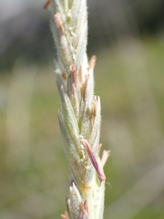 Elymus lanceolatus