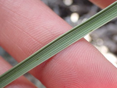 Elymus lanceolatus