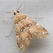Elophila gyralis - Photo (c) Anita Gould, μερικά δικαιώματα διατηρούνται (CC BY-NC), uploaded by Anita Gould