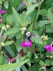 Xylocopa grisescens