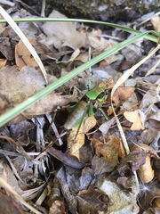 Eupholidoptera schmidti