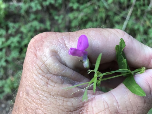 Pinos Altos Mountain bean (Phaseolus parvulus)