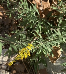 Solidago juliae