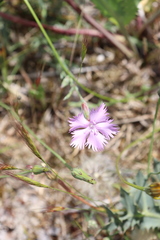 Dianthus gallicus