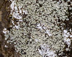 Cladonia petrophila