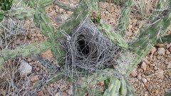 Campylorhynchus brunneicapillus