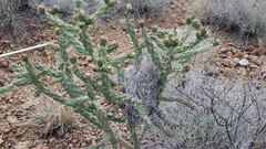 Campylorhynchus brunneicapillus