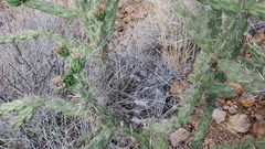 Campylorhynchus brunneicapillus