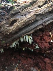 Mucronella fusiformis