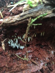 Mucronella fusiformis