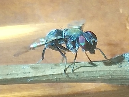 Boatman Fly photo 5