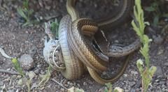 Chilean Green Racer photo 5