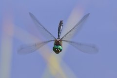 Somatochlora albicincta