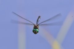 Somatochlora albicincta