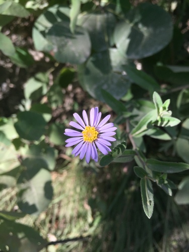 Zvjezdan (Aster)