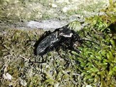 Carabus rossii