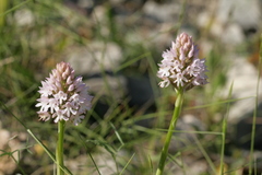 Anacamptis pyramidalis pyramidalis