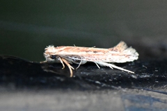 Ypsolopha sp-sw