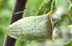 Arvelius albopunctatus