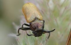 Labidostomis longimana