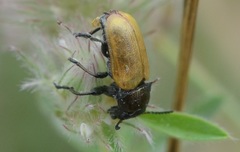 Labidostomis longimana
