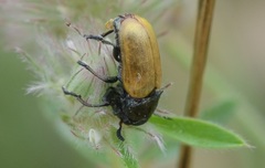 Labidostomis longimana