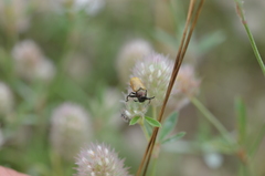 Labidostomis longimana