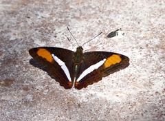 Adelpha calliphane