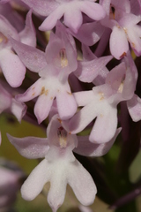 Anacamptis pyramidalis pyramidalis