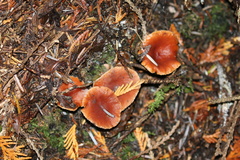 Lactarius subflammeus