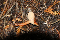 Lactarius subflammeus