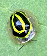 Coptocycla arcuata