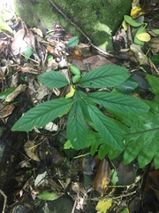 Elatostema lineolatum