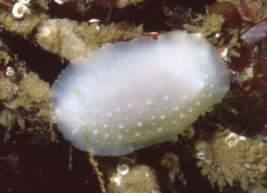 White Phyllidid