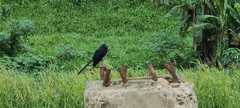 Crotophaga ani