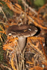 Lactarius pseudomucidus