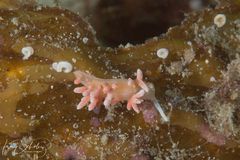 Phyllodesmium serratum