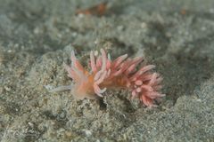 Phyllodesmium serratum