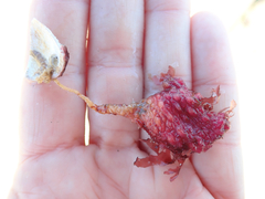 Boltenia villosa