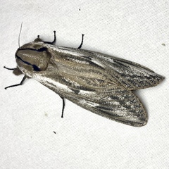 Endoxyla mackeri